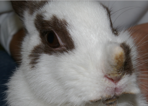 Case 10 ウサギの皮膚糸状菌症